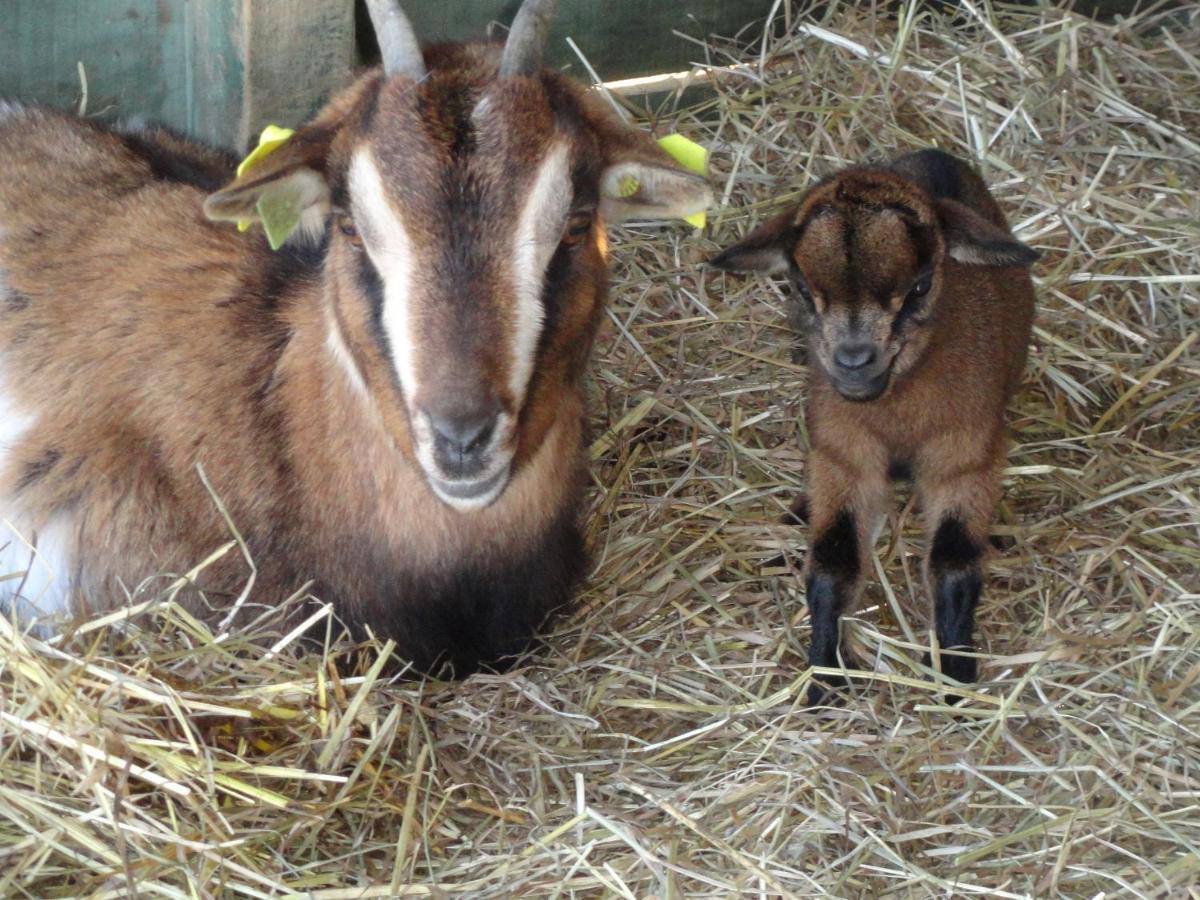 La Petite Ferme De Pouillon - Parc Animalier - Aire De Loisirs Bed & Breakfast Dış mekan fotoğraf